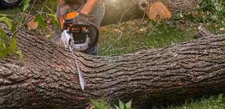 Best Tree Removal  in La Porte City, IA