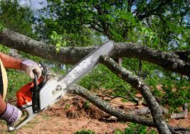 Best Hazardous Tree Removal  in La Porte City, IA